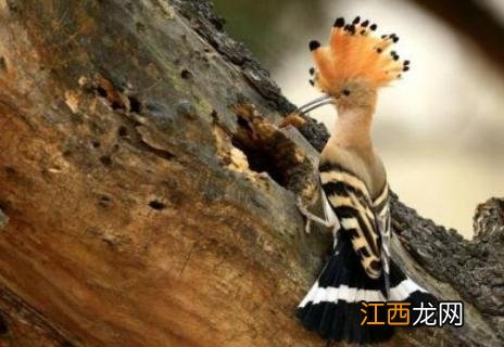 捕捉戴胜鸟犯法吗