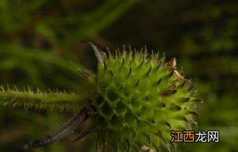 川续断的功效与作用 川续断的功效与作用及禁忌症