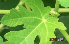 无花果叶的功效与作用及食用方法 无花果叶的功效与作用