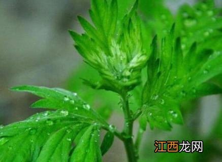 青蒿是什么植物? 青蒿是什么植物