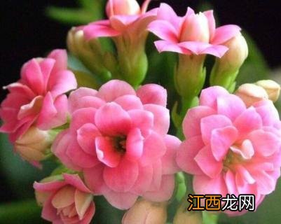 长寿花长蚜虫怎么办视频 长寿花长蚜虫怎么办