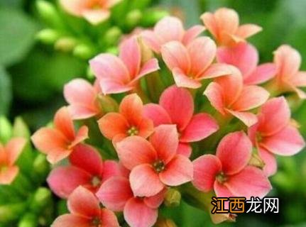 长寿花根部变黑 长寿花根部发黑能活吗