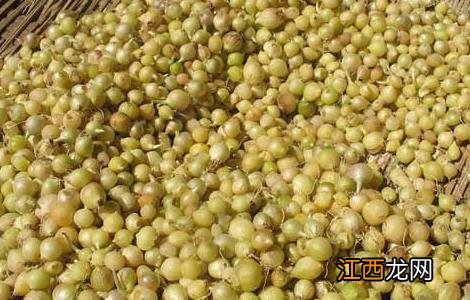 小蒜的功效与作用图片 小蒜的功效与作用