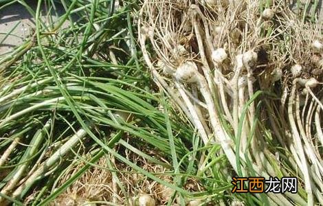 小蒜的功效与作用图片 小蒜的功效与作用