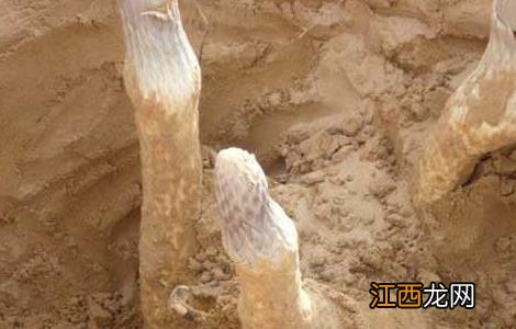 肉苁蓉有什么副作用与禁忌 肉苁蓉有什么副作用