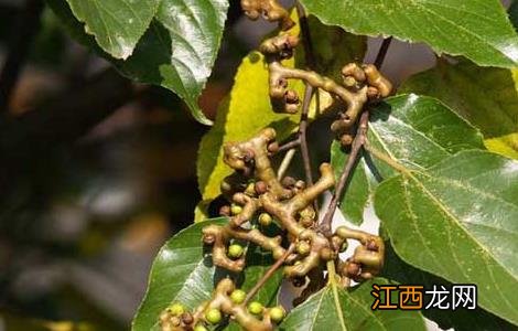 枳椇子的功效与作用 枳椇子的功效与作用及禁忌