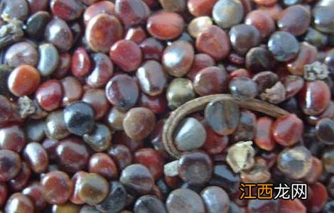 枳椇子的功效与作用 枳椇子的功效与作用及禁忌