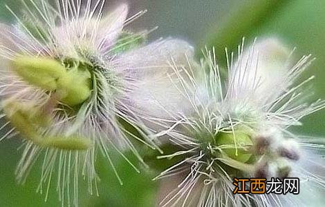 野甘草的功效与作用 野甘草的功效与作用是什么