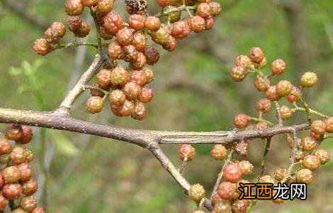 麻口皮子药图片 麻口皮子药的功效与作用