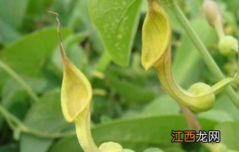 天仙藤的功效与作用 天仙藤的功效与作用点