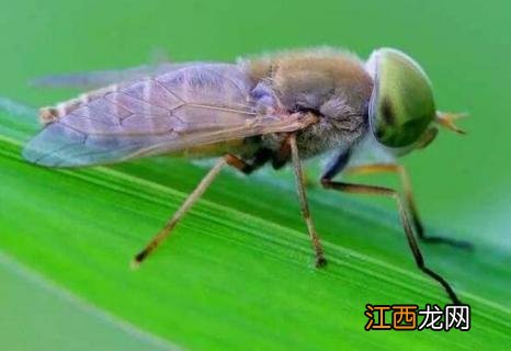 瞎蒙子是什么虫子咬了怎么办 瞎蒙子是什么虫子