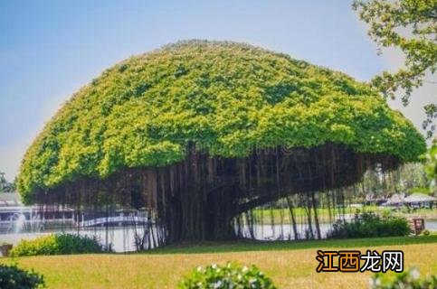 榕树开花吗 人参榕树开花吗