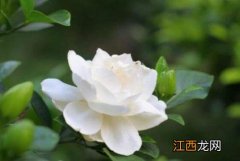 栀子花孕妇能闻吗 怀孕期间可以闻栀子花吗