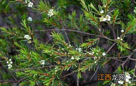 岗松的功效与作用的功能与主治 岗松的功效与作用