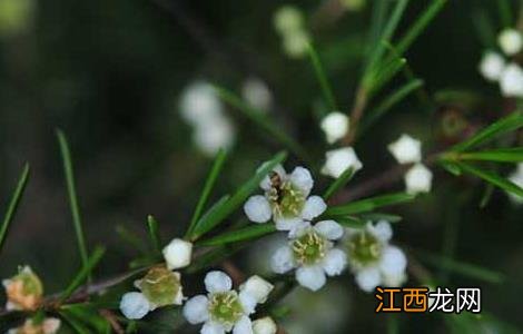 岗松的功效与作用的功能与主治 岗松的功效与作用