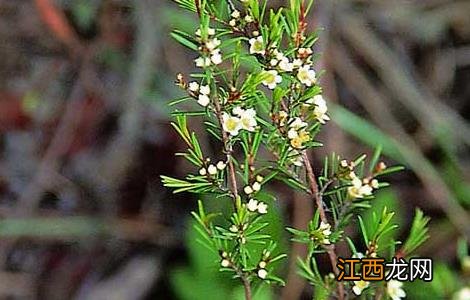 岗松的功效与作用的功能与主治 岗松的功效与作用