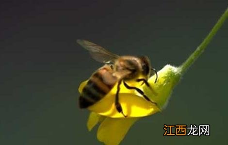 蜂毒的功效与作用 蜂毒的功效与作用及禁忌