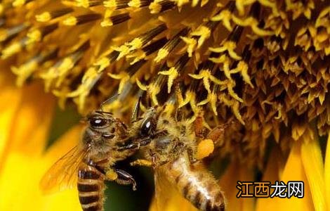 蜂毒的功效与作用 蜂毒的功效与作用及禁忌