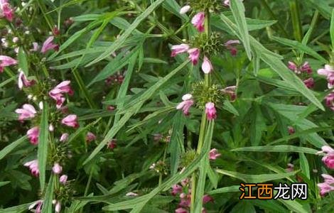 茺蔚子的功效与作用 茺蔚子的功效与作用别名