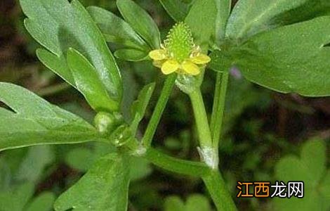 石龙芮的功效与作用药用 石龙芮的功效与作用