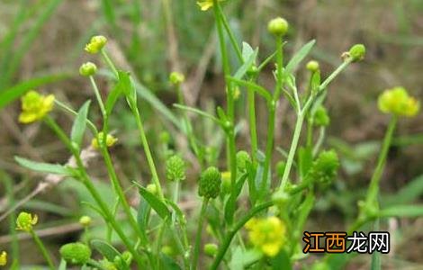 石龙芮的功效与作用药用 石龙芮的功效与作用