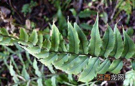 管仲的功效与作用 管仲的功效与作用常用量多少?