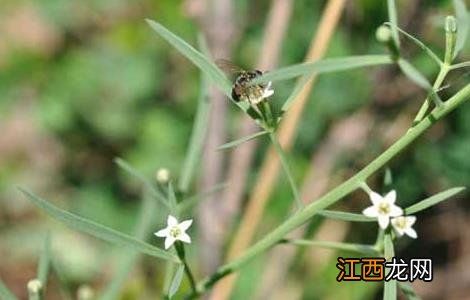 百蕊草的功效与作用 百蕊草的功效与作用中药大全