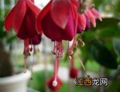 吊钟花喜欢水吗 吊钟花可以用水养吗