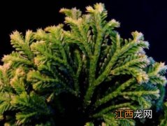 卷柏是蕨类植物吗 卷柏是蕨类吗?