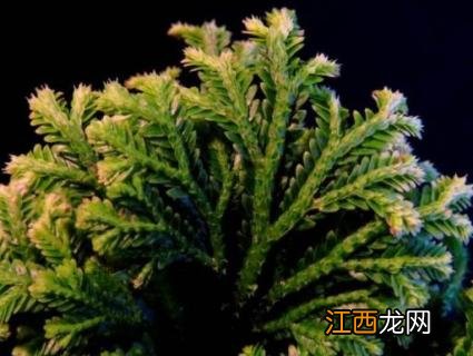 卷柏是蕨类植物吗 卷柏是蕨类吗?