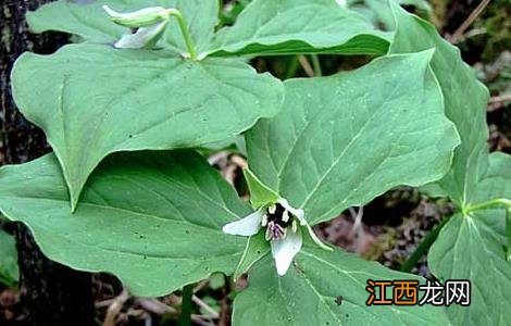 头顶一颗珠的功效作用图片 头顶一颗珠的功效与作用