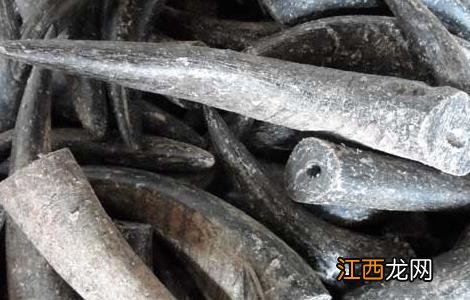 水牛角的功效与作用 水牛角的功效与作用及禁忌