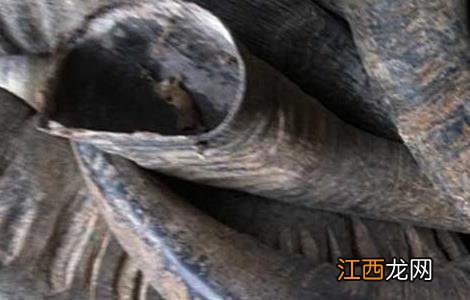 水牛角的功效与作用 水牛角的功效与作用及禁忌