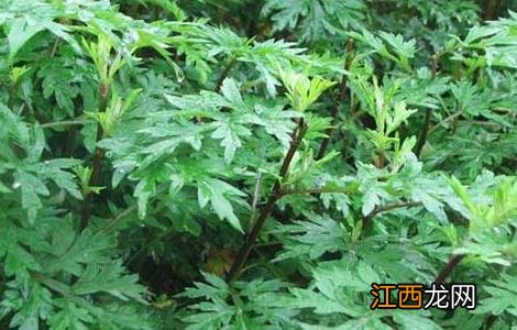 艾叶水的功效与作用 艾叶水的功效与作用禁忌