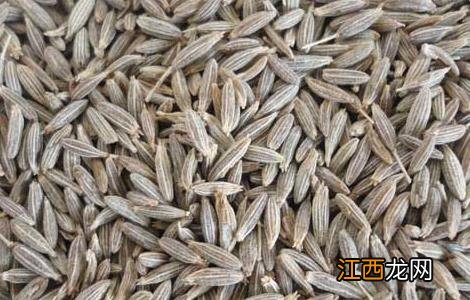 孜然的功效与作用吃法 孜然的功效与作用