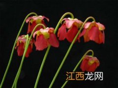 黄瓶子草图片 什么是红管黄瓶子草