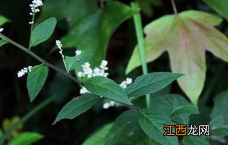 刘寄奴的功效与作用 刘寄奴的功效与作用图片