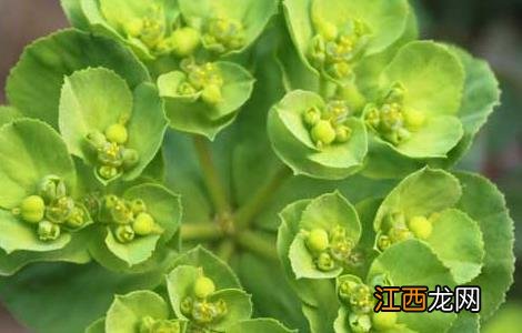 泽漆的功效与作用图片 泽漆的功效与作用