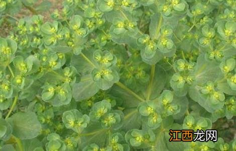 泽漆的功效与作用图片 泽漆的功效与作用