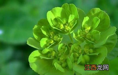 泽漆的功效与作用图片 泽漆的功效与作用