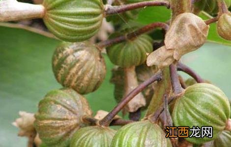 阳春砂的功效与作用 砂仁阳春砂的功效与作用