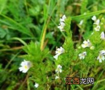 小米草的生长环境 小米草生长在什么地方