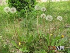 黄花苗和蒲公英有什么区别 黄花苗是蒲公英吗