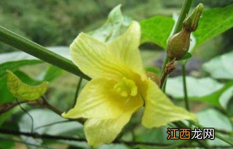 罗汉果花的功效与作用 罗汉果花的功效与作用及食用方法