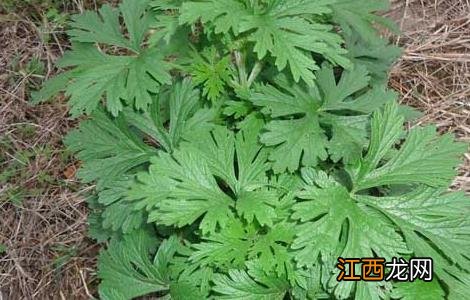 荆芥艾草泡脚有什么作用 艾草泡脚有什么作用