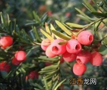 矮紫薇什么时候开花 矮紫杉什么时候开花