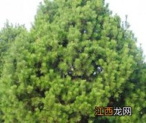 白皮松怎么种植 白皮松怎么种植和养护