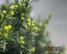 矮紫杉苗木怎么样 矮紫杉怎么养