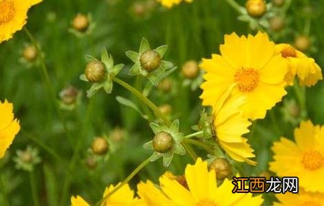 金盏花功效与作用 金盏花功效与作用及禁忌