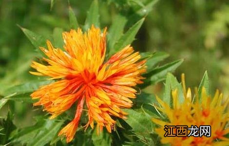 红花的功效与作用 红花的功效与作用与主治